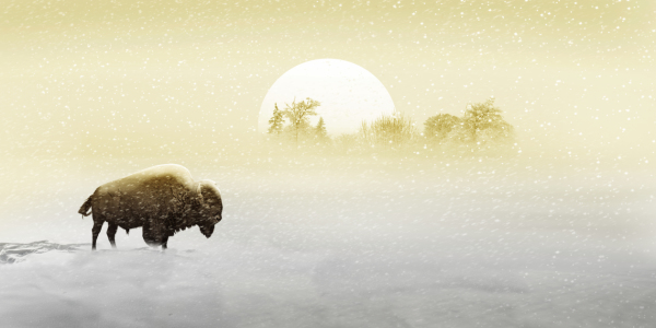 Bild-Nr: 11889407 Bison im Schnee Erstellt von: Mausopardia