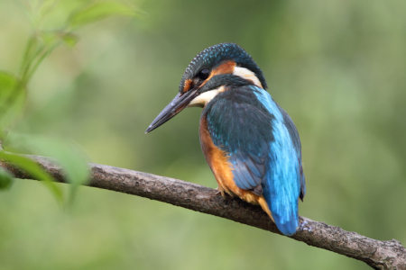 Bild-Nr: 11889627 Eisvogel Erstellt von: DirkR