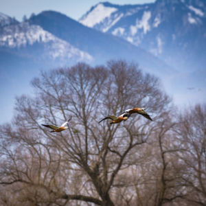 Bild-Nr: 11889769 Vogelflug mit Alpenblick Erstellt von: luxpediation