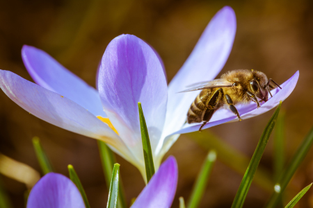 Bild-Nr: 11889948 Biene auf Krokus Frühlingsgruß Erstellt von: KundenNr-320926