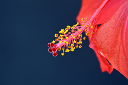 Bild-Nr: 11890301 Hibiskus Erstellt von: GUGIGEI