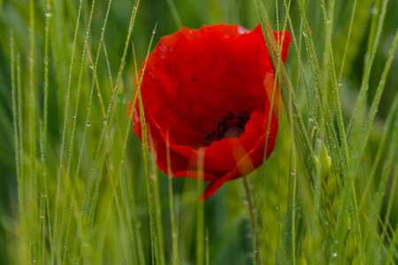 Bild-Nr: 11891016 Die rote Blüte des Mohn im Getreidefeld Erstellt von: RonNi