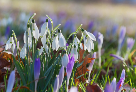 Bild-Nr: 11891035 Schneeglöckchen und Krokus Erstellt von: SusaZoom