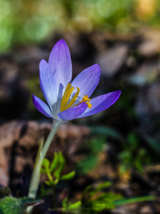 Bild-Nr: 11891153 Elfenkrokus, Fliederblau  Erstellt von: Fotowurm