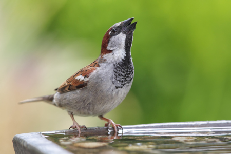 Bild-Nr: 11891286 Haussperling an der  Vogeltränke Erstellt von: DirkR