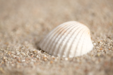 Bild-Nr: 11891325 shell on the beach Erstellt von: ralf kaiser