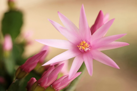 Bild-Nr: 11891549 Kakteenblüte Erstellt von: Ostfriese