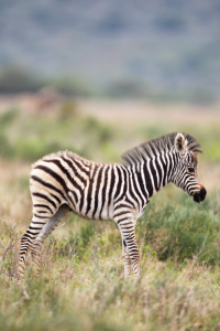Bild-Nr: 11891652 Zebra-Fohlen in Südafrika Erstellt von: DirkR