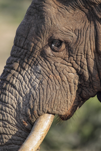 Bild-Nr: 11892122 Elefant Erstellt von: DirkR