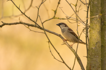 Bild-Nr: 11892448 Sperling  Erstellt von: Fototommi