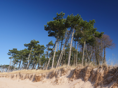 Bild-Nr: 11892688 Darß Weststrand Erstellt von: dresdner