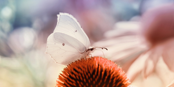 Bild-Nr: 11892905 Butterfly Erstellt von: Atteloi