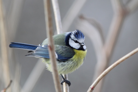 Bild-Nr: 11893031 Blaumeise Erstellt von: DirkR