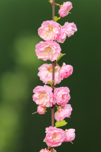 Bild-Nr: 11893220 Mandelblüten Erstellt von: DirkR