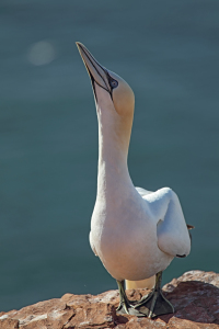 Bild-Nr: 11893666 Basstölpel auf Helgoland Erstellt von: DirkR