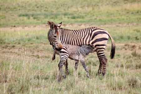 Bild-Nr: 11894300 Bergzebra mit Baby 5820 Erstellt von: THULA