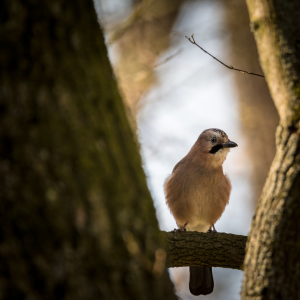 Bild-Nr: 11894577 Durchblick - Vogel Eichelhäher als Wächter  Erstellt von: luxpediation