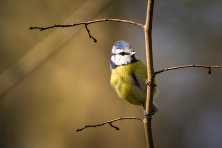 Bild-Nr: 11894602 Blaumeise Erstellt von: luxpediation