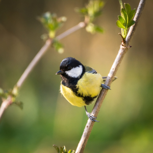 Bild-Nr: 11894672 Meise im Frühling Erstellt von: luxpediation