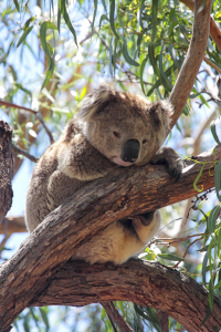 Bild-Nr: 11894762 Koala Erstellt von: DirkR