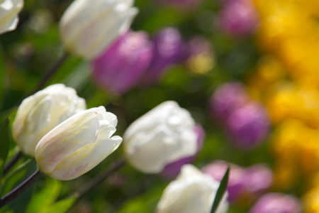 Bild-Nr: 11894766 Tulpen in Amsterdam Erstellt von: DirkR