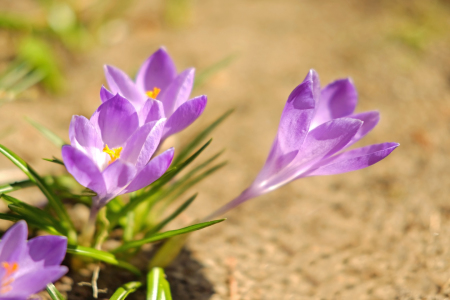 Bild-Nr: 11894823 Frühlingswinde Erstellt von: Ostfriese