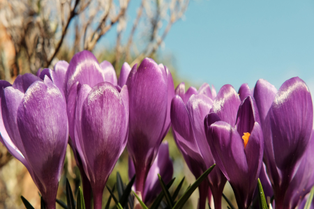 Bild-Nr: 11894876 Frühlingsgrüße Erstellt von: Ostfriese