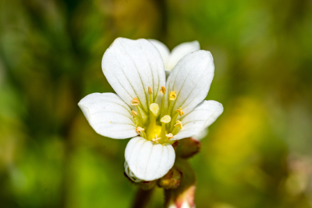 Bild-Nr: 11895177 Die weiße Blüte des Steinbrech auf der Wiese Erstellt von: RonNi