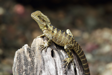 Bild-Nr: 11895282 Australische Wasseragame Erstellt von: DirkR