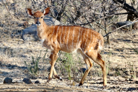 Bild-Nr: 11895338 Nyala Baby 480 Erstellt von: THULA