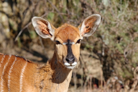 Bild-Nr: 11895340 Nyala Weibchen 0489 Erstellt von: THULA