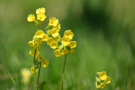 Bild-Nr: 11895545 Schlüsselblumen Erstellt von: GUGIGEI