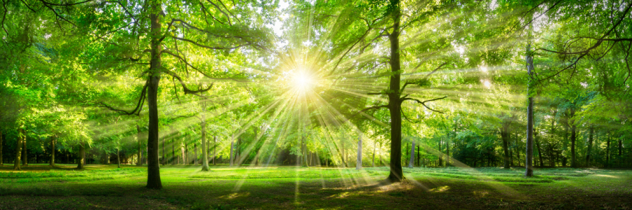 Bild-Nr: 11895762 Grünes Waldpanorama im Sonnenlicht Erstellt von: eyetronic