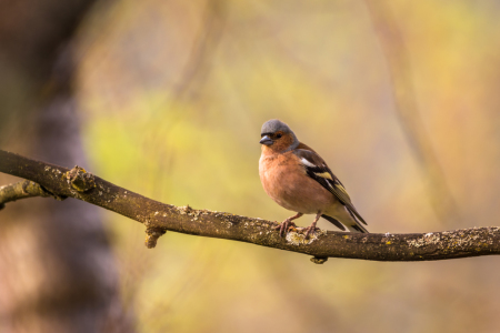 Bild-Nr: 11896058 Vogel Buchfink - Frühling im Wald Erstellt von: luxpediation