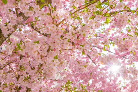 Bild-Nr: 11896192 Kirschblüte Erstellt von: Martin Martin Wasilewski