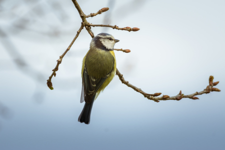 Bild-Nr: 11896330 Vogel im Frühjahr Erstellt von: luxpediation