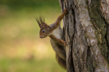 Bild-Nr: 11896342 Eichhörnchen - Neugier am Baum Erstellt von: luxpediation