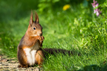 Bild-Nr: 11896345 Eichhörnchen im Gras des Frühlings Erstellt von: luxpediation