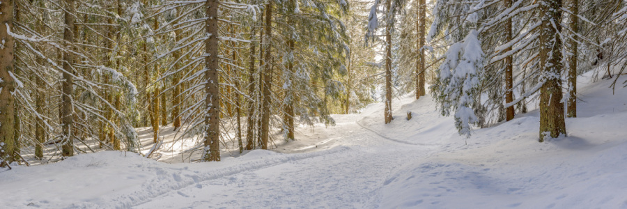 Bild-Nr: 11896757 Winterwald Erstellt von: Walter G. Allgöwer