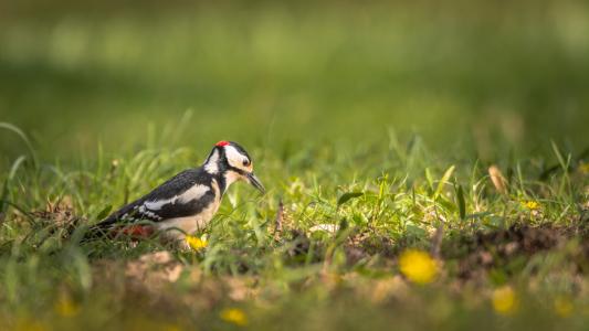 Bild-Nr: 11896831 Vogel Specht im Gras Frühlingswiese Erstellt von: luxpediation
