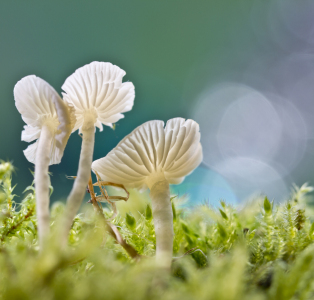 Bild-Nr: 11896870 Minipilze Erstellt von: lightart