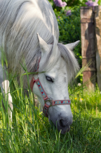 Bild-Nr: 11897140 Welshpony Erstellt von: Angela  Dölling