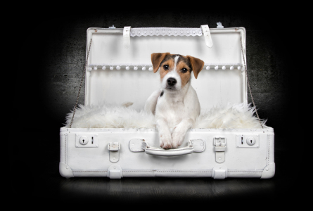 Bild-Nr: 11897147 Jack Russel Erstellt von: Nicole-Hollenstein