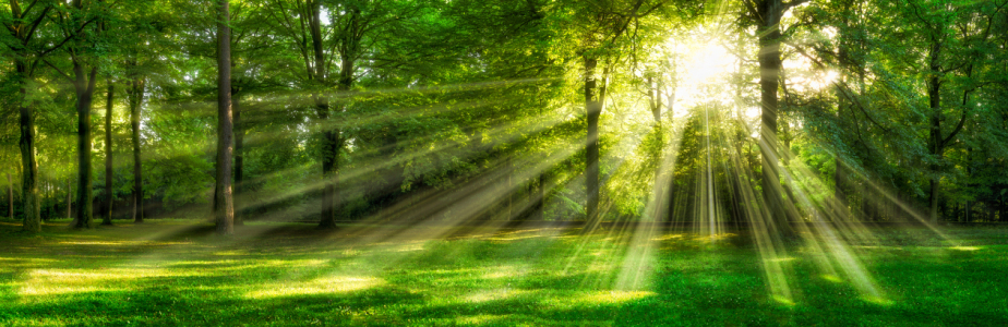 Bild-Nr: 11897181 Grünes Waldpanorama im Sonnenlicht Erstellt von: eyetronic