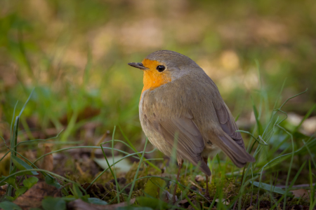 Bild-Nr: 11897428 Gartenvogel Vogel Rotkehlchen Erstellt von: luxpediation