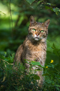 Bild-Nr: 11897690 Wildkatze Erstellt von: Cloudtail