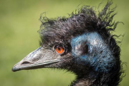 Bild-Nr: 11897812 Punk Erstellt von: FotoDeHRO