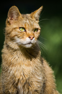 Bild-Nr: 11897954 Wildkatzenportrait Erstellt von: Cloudtail