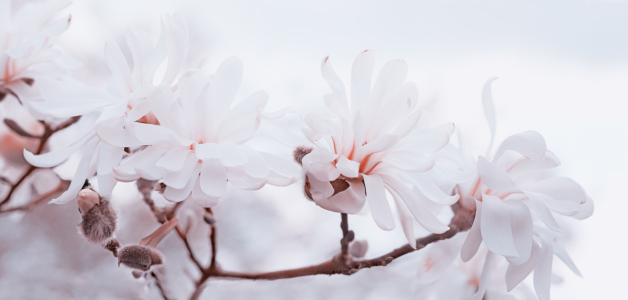 Bild-Nr: 11898136 Magnolienzweig Erstellt von: SusaZoom