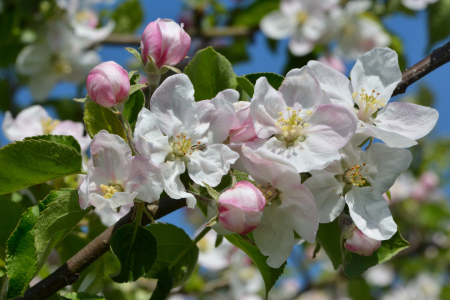 Bild-Nr: 11898313 Apfelblüte Erstellt von: johafoto